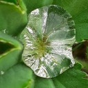 emeraldcalinius avatar