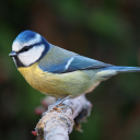 emeraldcataleya avatar