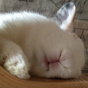 emergencybunnies avatar