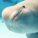 emergencyporpoises avatar