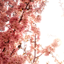 emilycupcakedolly avatar