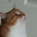 emilynoodles778 avatar