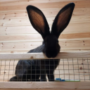 emilysramblings avatar