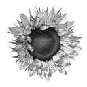 emilysunflowers avatar