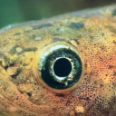 emilysunknown avatar