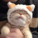 emilythedruid avatar