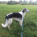 emmablijdenstein avatar