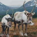 emmanueljoseph25121 avatar