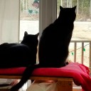 emmathefanficgal avatar