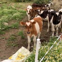 emmetsgenders avatar