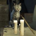 emmett-the-cat-simp-account avatar