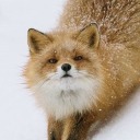 emotional-fox avatar