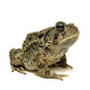 emotional-toad avatar