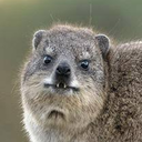 emotionallyferal avatar