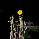 emotionalrainbow avatar