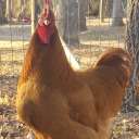 empathyreader avatar