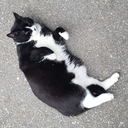 empress-daggers avatar