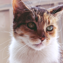 emptyheartscantbreak avatar