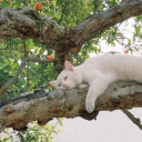 emryscreature avatar