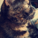 emthedragonprince avatar