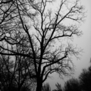 en-la-tierra-de-nunca-jamas avatar