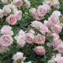 enamoredbachelor avatar