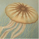 enby-jellyfish avatar