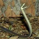 enby-loki-friggason avatar