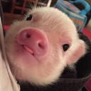 enchanted-love-story avatar