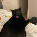 enchanted-petal avatar