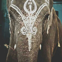 enchanted-shrooms avatar