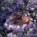 enchantedforestt avatar