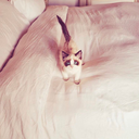 enchantedtswiftt avatar