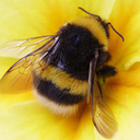 enchanting-person-wizard avatar