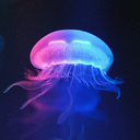 enchantingcollectionjellyfish avatar