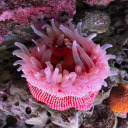 enchantingeffervescence avatar