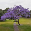 enchantingjacarandas avatar