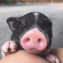 enchantinglightanchor avatar