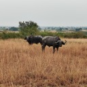 end-less-sea-rch-ing avatar