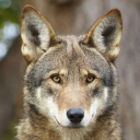 endangeredspeciesidentifier avatar