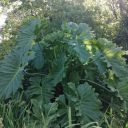 endless-scroll avatar