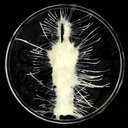 endlessdoldrums avatar