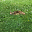 endlessfandom89 avatar