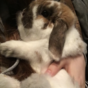 endofaneraadtr avatar