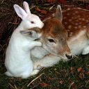 engelshaar555 avatar