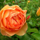 englisheducationlivecom avatar