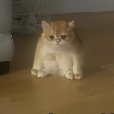 enhypenorangeflower avatar