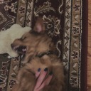 enigmaticexplorer avatar