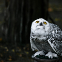 enjoyablesilence avatar