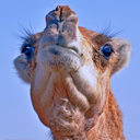 enragedcamel avatar